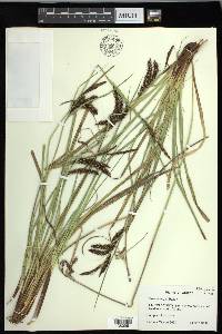 Carex obnupta image