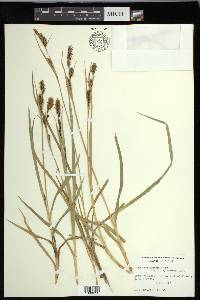 Carex nebrascensis image