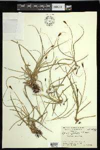 Carex nigricans image