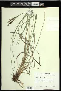 Carex nigra image