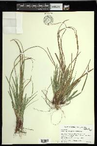 Carex nigromarginata image