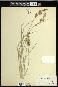 Carex nebrascensis image