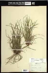 Carex oligocarpa image