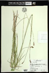 Carex oronensis image