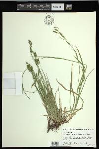 Carex oxylepis image