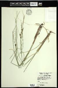 Carex oligosperma image