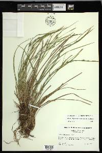 Carex oligocarpa image