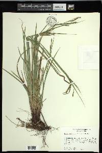 Carex oxylepis image