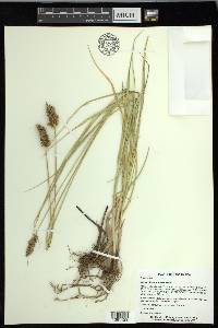 Carex oklahomensis image