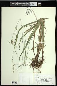 Carex oxylepis var. oxylepis image