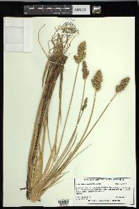 Carex oklahomensis image