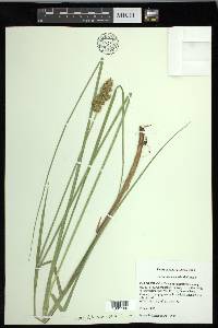 Carex oklahomensis image