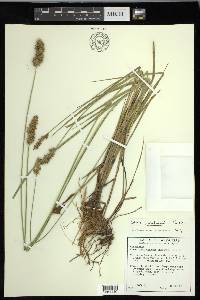 Carex oklahomensis image