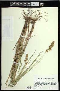 Carex oklahomensis image