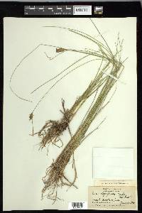 Carex oligosperma image