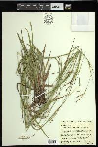 Carex oxylepis image