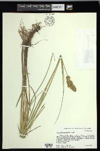 Carex oklahomensis image