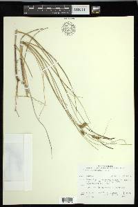 Carex oligosperma image