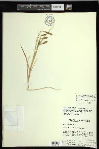 Carex paleacea image