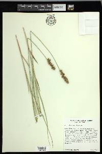 Carex oklahomensis image