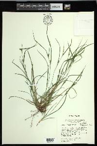 Carex oligocarpa image