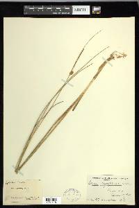 Carex oligosperma image