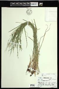 Carex oligocarpa image