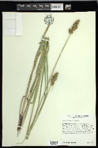 Carex oklahomensis image