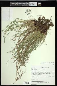 Carex oligocarpa image