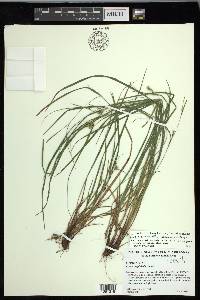 Carex oligocarpa image