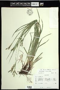 Carex oxylepis image