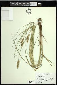 Carex oklahomensis image