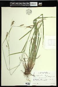 Carex oxylepis var. oxylepis image