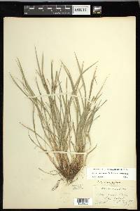 Carex oligocarpa image