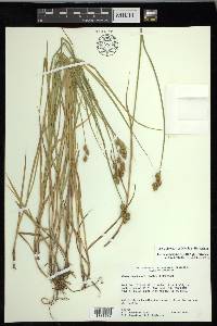 Carex ozarkana image