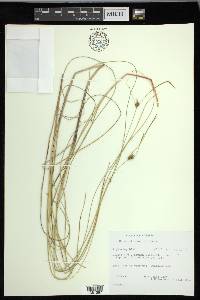 Carex oligosperma image