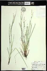 Carex oligocarpa image