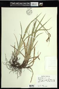 Carex oxylepis image