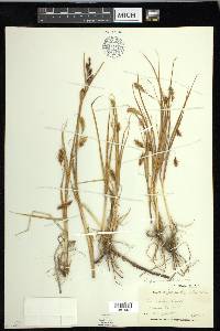 Carex paleacea image