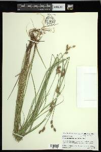 Carex ozarkana image