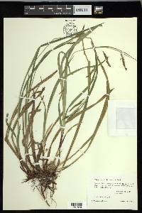 Carex oxylepis image