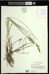 Carex oklahomensis image