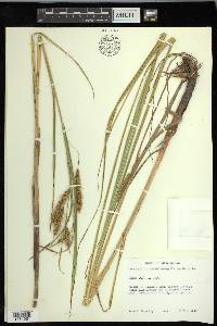 Carex paleacea image