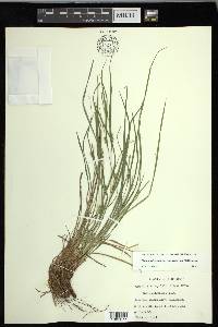 Carex oligocarpa image