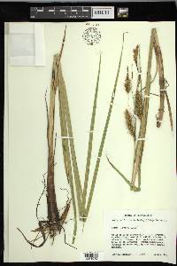 Carex paleacea image