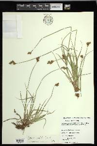 Carex ovalis image