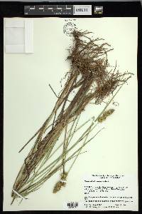 Carex oklahomensis image