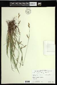 Carex oxylepis var. oxylepis image