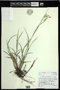 Carex oxylepis image