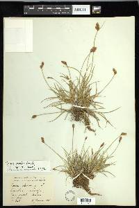 Carex leporina image